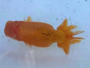 名古屋金魚愛好会　東大関　宇野正志　長久手