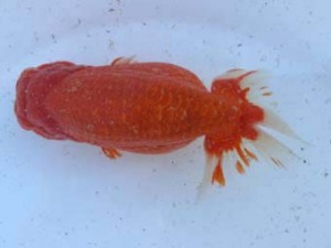 名古屋金魚愛好会　西大関　市村正直　安城