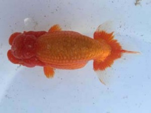 名古屋金魚愛好会　立行司　伊藤弘之　大治