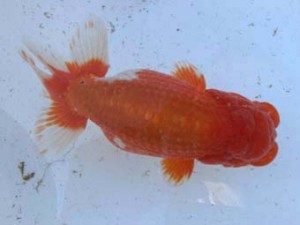 名古屋金魚愛好会　東取締　小笠原　茂　碧南