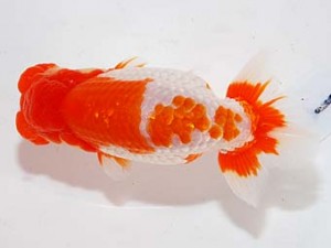 第60回日らん 東大関 安藤 寛 静岡 第60回日らん 東大関 安藤 寛 静岡