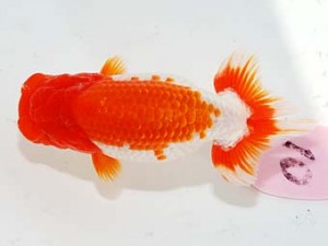 第60回日らん 勧進元一 秋元和男 千葉 第60回日らん 勧進元一 秋元和男 千葉