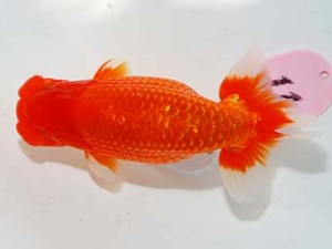 第60回日らん 勧進元二 真鍋弘義 香川 第60回日らん 勧進元二 真鍋弘義 香川