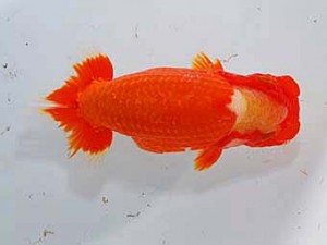 第60回日らん 行司一 田中茂規 岡山 第60回日らん 行司一 田中茂規 岡山