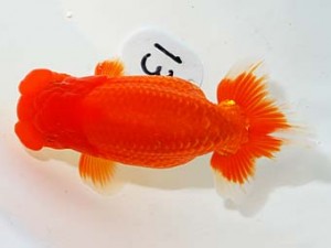 第60回日らん 行司二 阪口英雄 大阪 第60回日らん 行司二 阪口英雄 大阪