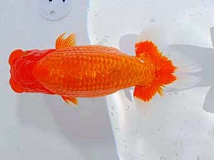 第60回日らん 行司三 柏野正彦 岡山 第60回日らん 行司三 柏野正彦 岡山