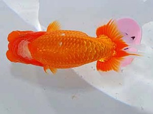 第60回日らん 脇行司一 森相 優 埼玉 第60回日らん 脇行司一 森相 優 埼玉