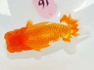 第60回日らん 脇行司二 植田春寿 愛知 第60回日らん 脇行司二 植田春寿 愛知