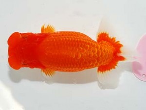 第60回日らん 西大関 小澤忠幸 静岡 第60回日らん 西大関 小澤忠幸 静岡