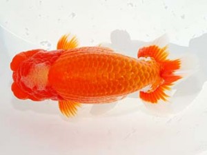 第60回日らん 立行司 胡本佳孝 岡山 第60回日らん 立行司 胡本佳孝 岡山