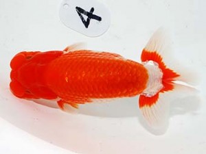 第60回日らん 取締一 鈴木和男 静岡 第60回日らん 取締一 鈴木和男 静岡