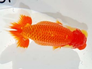 第60回日らん 取締二 原田和彦 岡山 第60回日らん 取締二 原田和彦 岡山