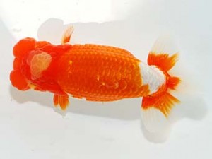 第60回日らん 東関脇 滝瀬健治 埼玉 第60回日らん 東関脇 滝瀬健治 埼玉