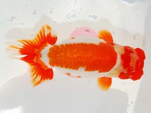 第60回日らん 西関脇 稲見光修 愛媛 第60回日らん 西関脇 稲見光修 愛媛