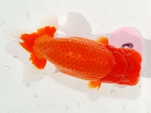 第60回日らん 東小結 細川一郎 石川 第60回日らん 東小結 細川一郎 石川