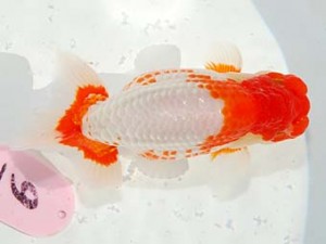 第60回日らん 西小結 柏野正彦 岡山 第60回日らん 西小結 柏野正彦 岡山