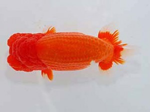 第60回日らん 東大関 青木浩一 東京 第60回日らん 東大関 青木浩一 東京