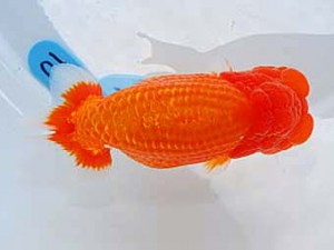 第60回日らん 勧進元一 君塚一博 千葉 第60回日らん 勧進元一 君塚一博 千葉