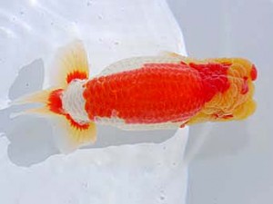 第60回日らん 勧進元二 田中康浩 愛知 第60回日らん 勧進元二 田中康浩 愛知