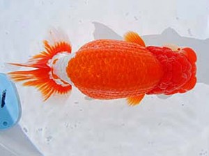 第60回日らん 行司一 作本守聡 千葉 第60回日らん 行司一 作本守聡 千葉