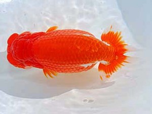 5第60回日らん 行司二 藤原博文 徳島 第60回日らん 行司二 藤原博文 徳島