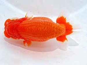 第60回日らん 脇行司一 山本俊行 熊本 第60回日らん 脇行司一 山本俊行 熊本