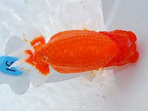 第60回日らん 脇行司二 樋口繁暢 福岡 第60回日らん 脇行司二 樋口繁暢 福岡