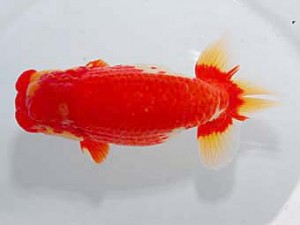 第60回日らん 西大関 山田芳人 愛知 第60回日らん 西大関 山田芳人 愛知