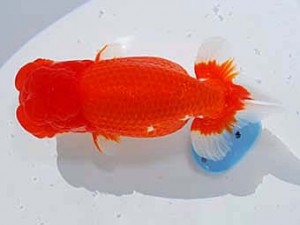 第60回日らん 立行司 葛井克昌 三重 第60回日らん 立行司 葛井克昌 三重