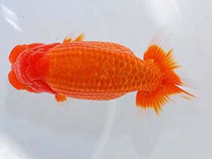 第60回日らん 西関脇 立松大介 愛知 第60回日らん 西関脇 立松大介 愛知