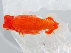 第60回日らん 東小結 田代史郎 岡山 第60回日らん 東小結 田代史郎 岡山