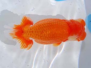 第60回日らん 西小結 高地辰夫 東京 第60回日らん 西小結 高地辰夫 東京