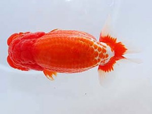 第60回日らん 東大関 東 秀明 福岡 第60回日らん 東大関 東 秀明 福岡