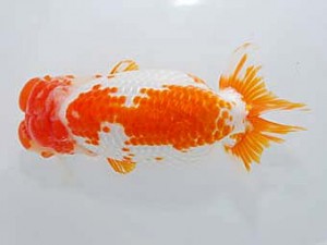 第60回日らん 勧進元一 林 万貴 三重 第60回日らん 勧進元一 林 万貴 三重