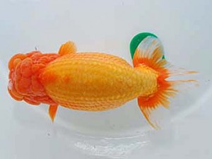 第60回日らん 勧進元二 熊澤 誠 神奈川 第60回日らん 勧進元二 熊澤 誠 神奈川