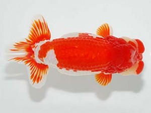 第60回日らん 行司二 東 秀明 福岡 第60回日らん 行司二 東 秀明 福岡