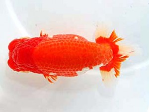 第60回日らん 行司三 和田浩二 福岡 第60回日らん 行司三 和田浩二 福岡