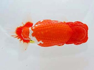 第60回日らん 脇行司一 小林剛士 福岡 第60回日らん 脇行司一 小林剛士 福岡