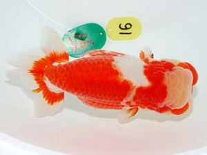 第60回日らん 脇行司二 齋藤一成 東京 第60回日らん 脇行司二 齋藤一成 東京