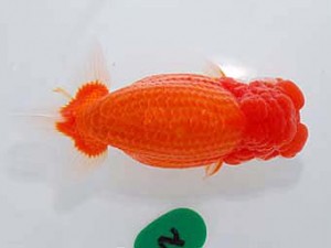 第60回日らん 西大関 中島健一郎 岡山 第60回日らん 西大関 中島健一郎 岡山