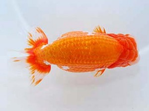 第60回日らん 取締一 中尾晋作 熊本 第60回日らん 取締一 中尾晋作 熊本