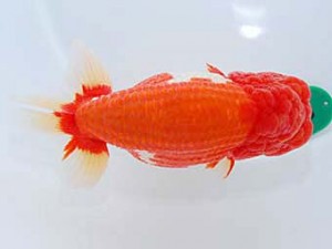 第60回日らん 取締二 山田芳人 愛知 第60回日らん 取締二 山田芳人 愛知