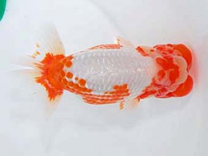 第60回日らん 東関脇 中島健一郎 岡山 第60回日らん 東関脇 中島健一郎 岡山