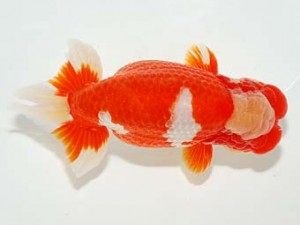 第60回日らん 西関脇 小浦雄二 長崎 第60回日らん 西関脇 小浦雄二 長崎