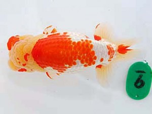 第60回日らん 西小結 稲葉信泰 愛知 第60回日らん 西小結 稲葉信泰 愛知