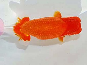 日らん　田中茂規　岡山