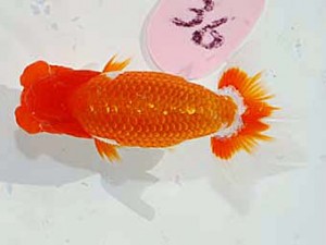 日らん　高尾昌幸　岡山