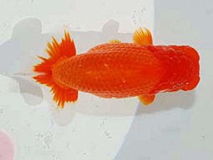 日らん　田中伸弥　岡山