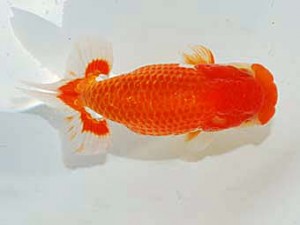 日らん　秋元和男　千葉