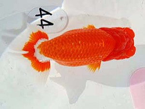 日らん 細川一郎　石川